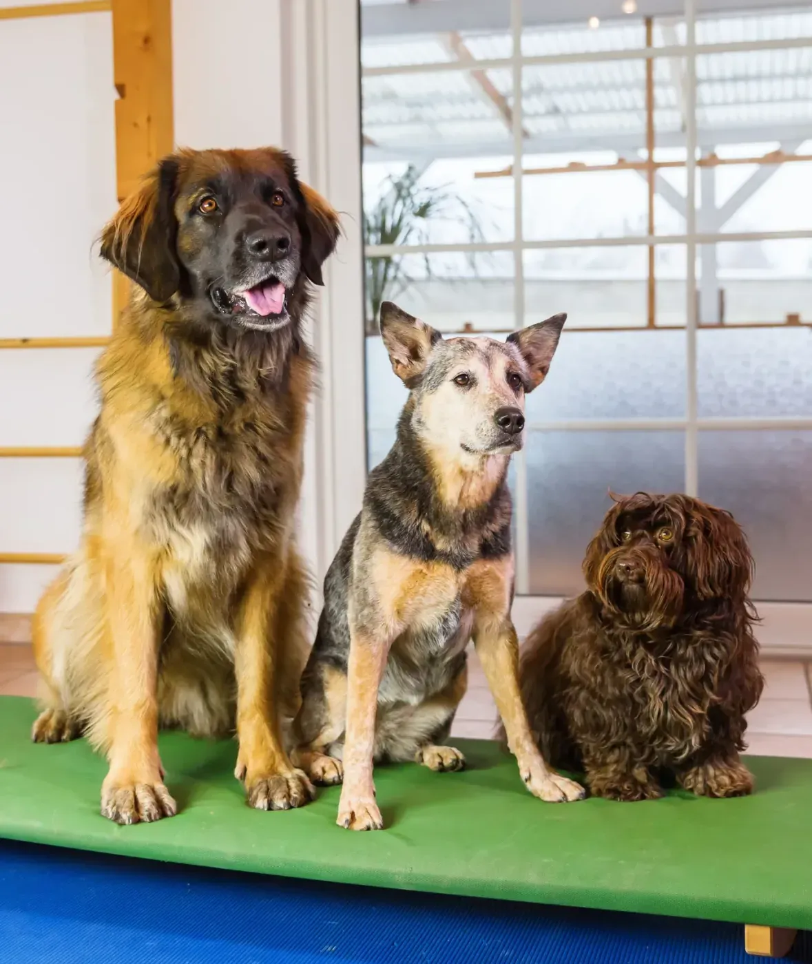 Daycare - Supervised open play, separated by size and temperament, 7am-7pm daily