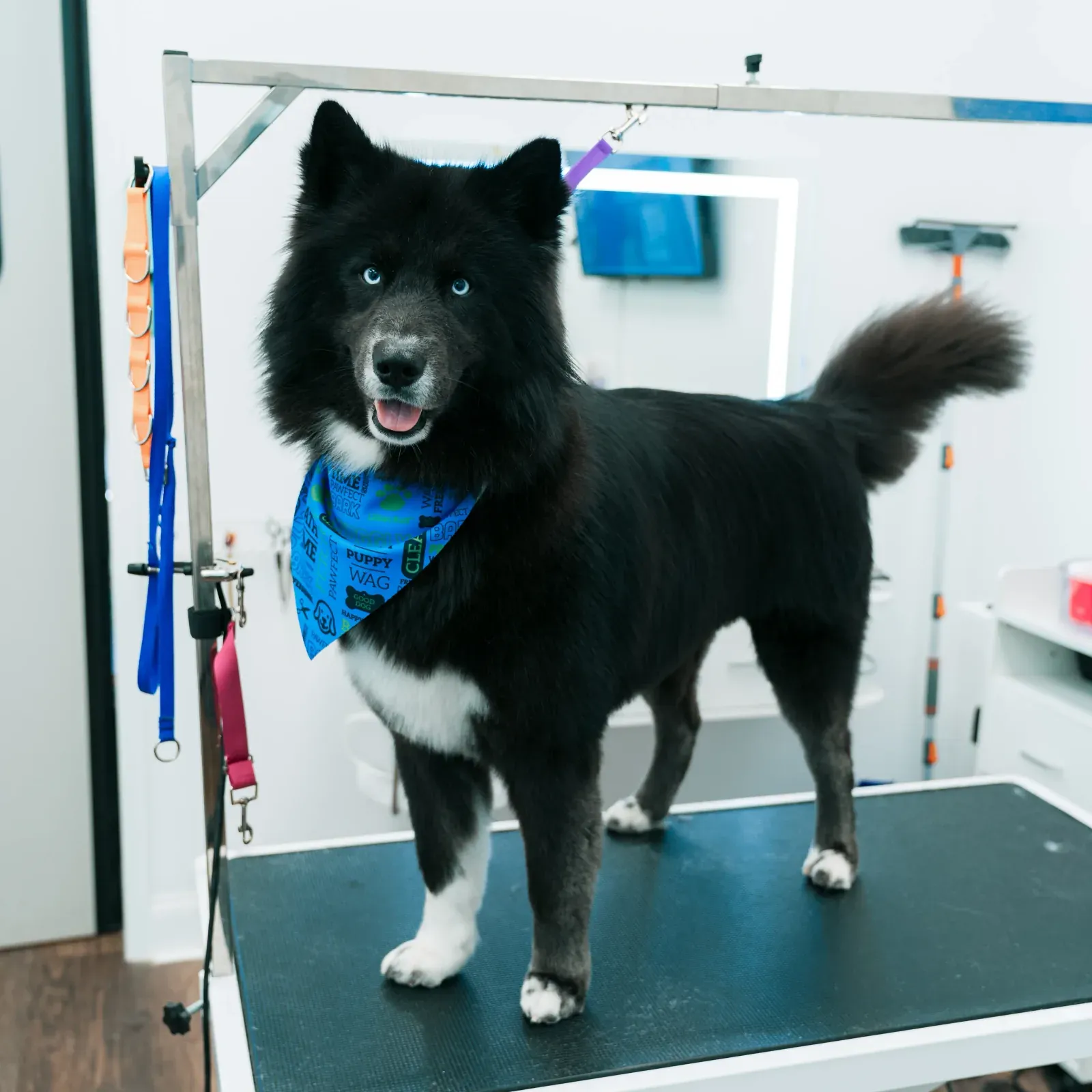 After: Siberian Husky grooming transformation