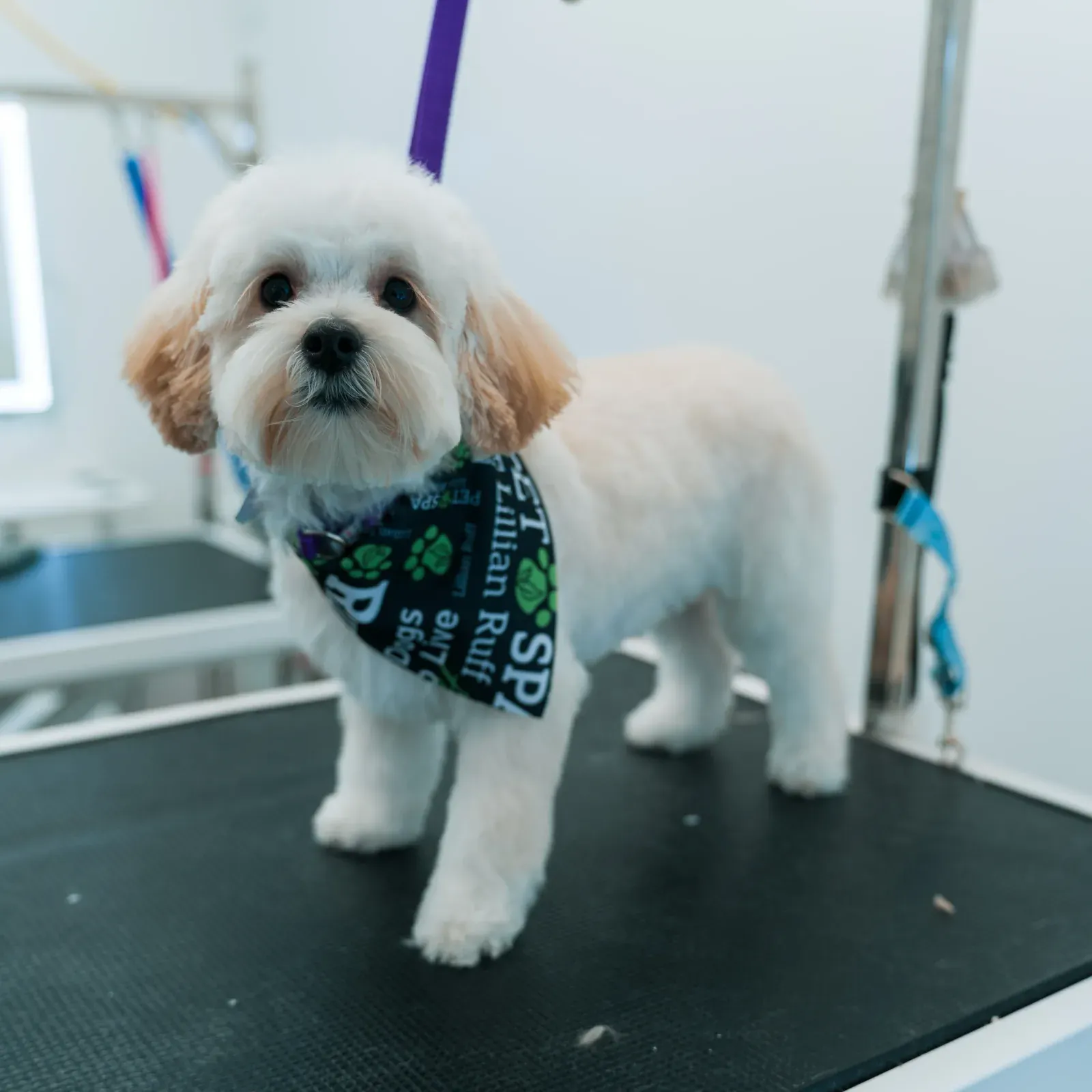 After: Maltipoo grooming transformation