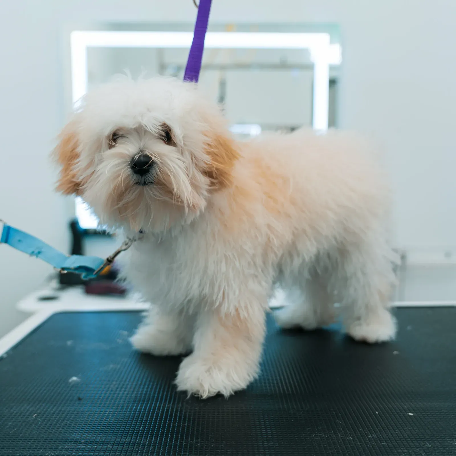 Before: Maltipoo grooming transformation