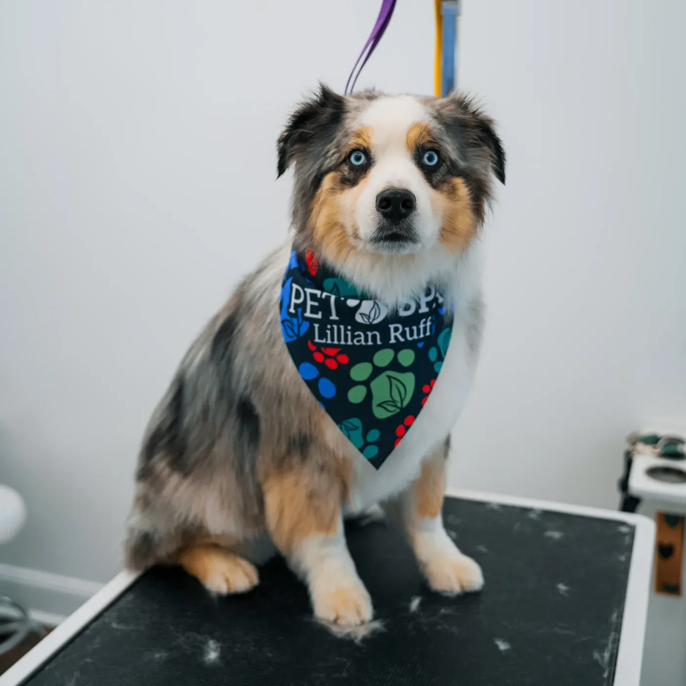 Memberships - Automated scheduling and priority booking for regular grooming needs