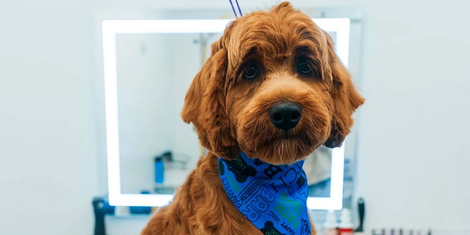 A small Maltipoo bathed, dried and brushed out at the Lillian Ruff Pet Spa grooming salon in Ronkonkoma