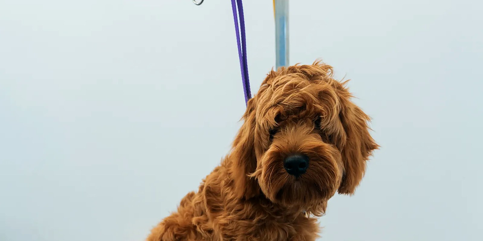 The Lillian Ruff Pet Spa storefront at 16 Laurel Rd, East Northport, NY