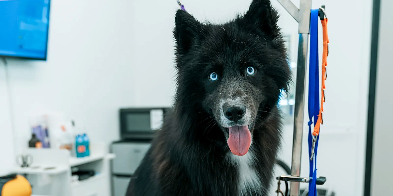 The Lillian Ruff Pet Spa grooming salon storefront at 16 Laurel Rd, East Northport, NY