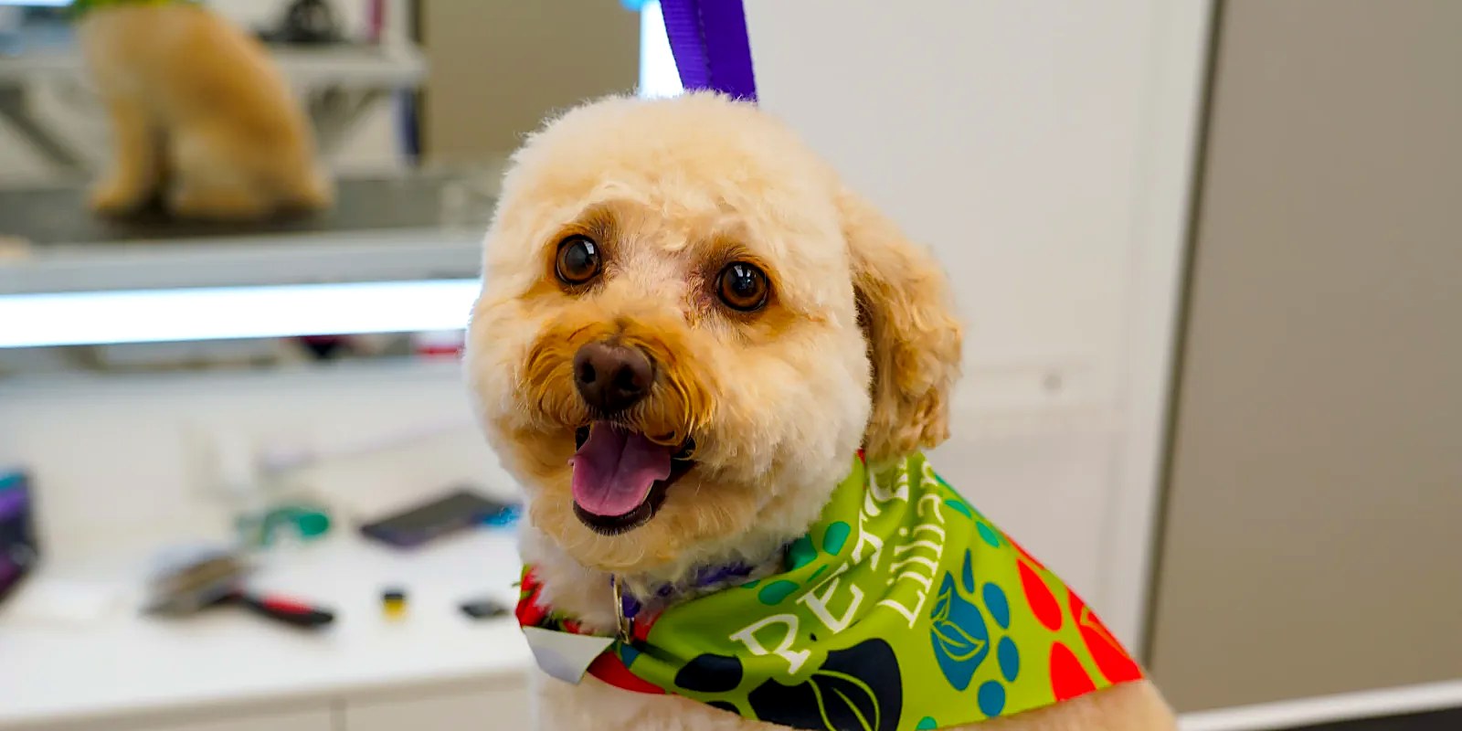 A thick double-coated dog being blow-dried after a de-shedding bath at a grooming salon in East Northport, New York