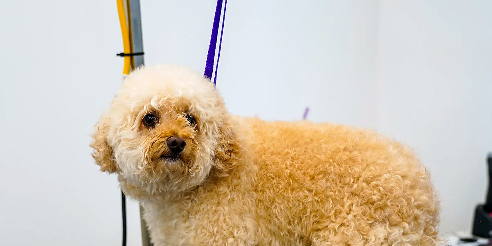 A goldendoodle before and after a full groom at the Lillian Ruff Pet Spa salon in East Northport, NY