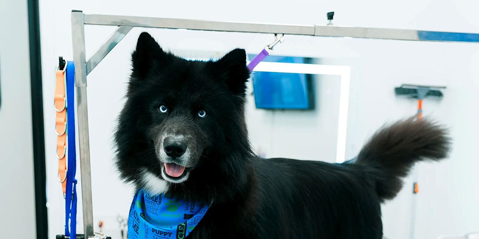 A groomer drying a dog's coat with a high-velocity dryer at a grooming table in East Northport, NY