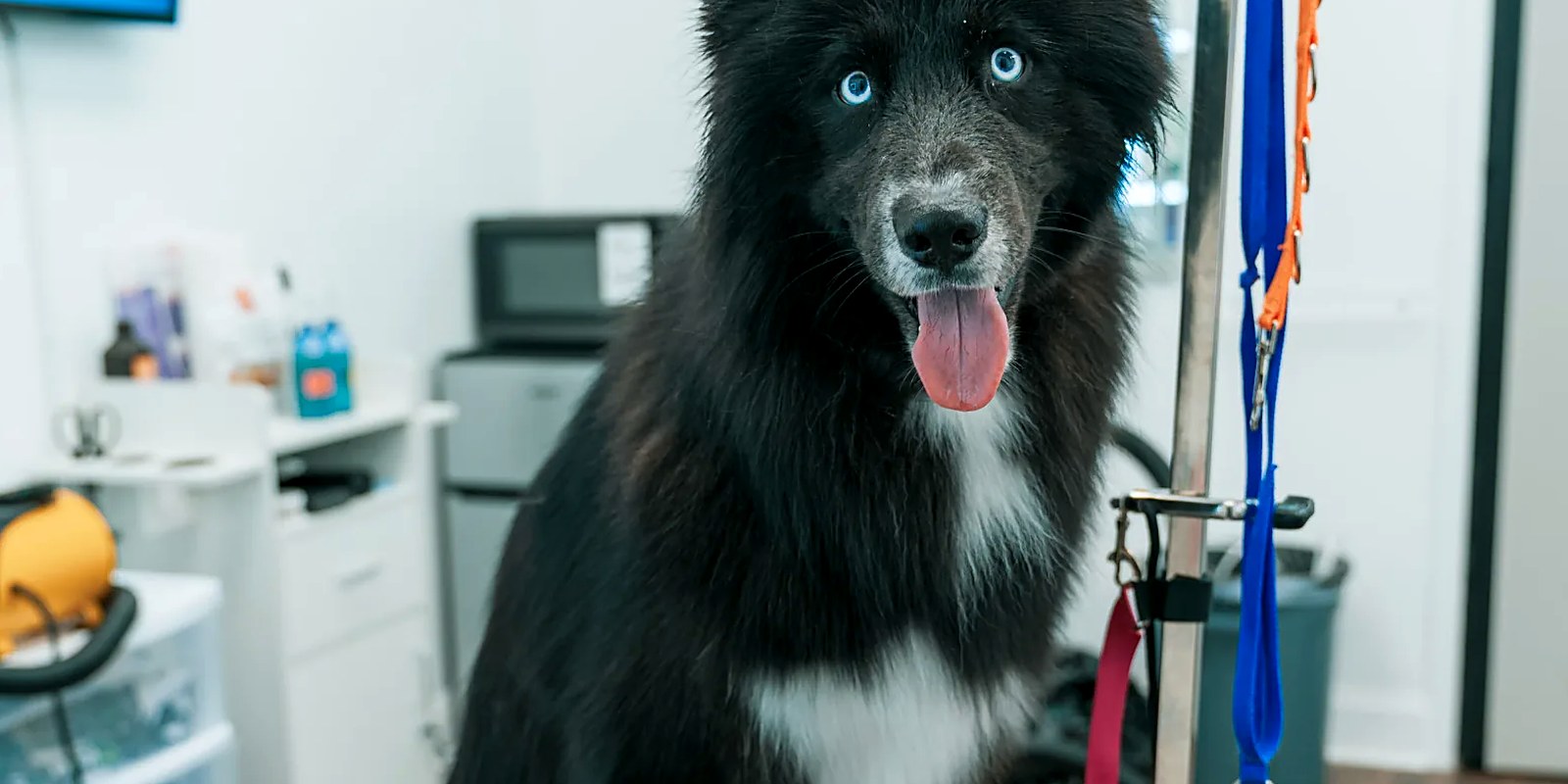 A dog standing on a grooming table while a groomer checks the coat behind its ear before starting the groom.
