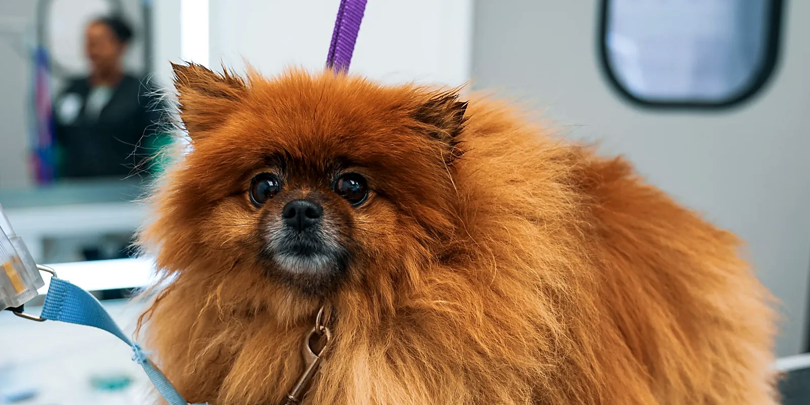 The Lillian Ruff Pet Spa storefront at 16 Laurel Rd, East Northport, NY