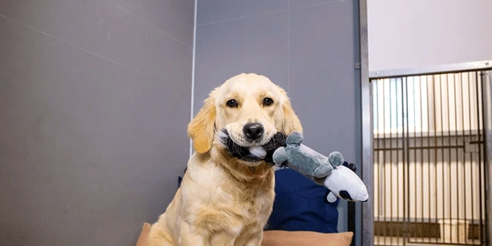 A dog settling down to sleep in a large private boarding kennel