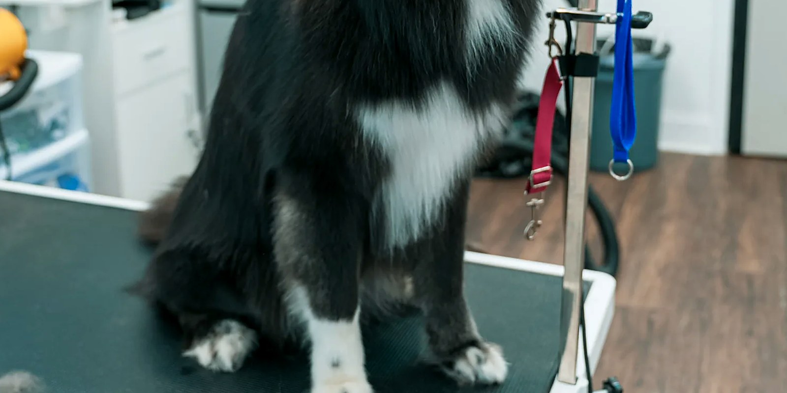 The Lillian Ruff Pet Spa grooming salon at 16 Laurel Rd in East Northport, NY