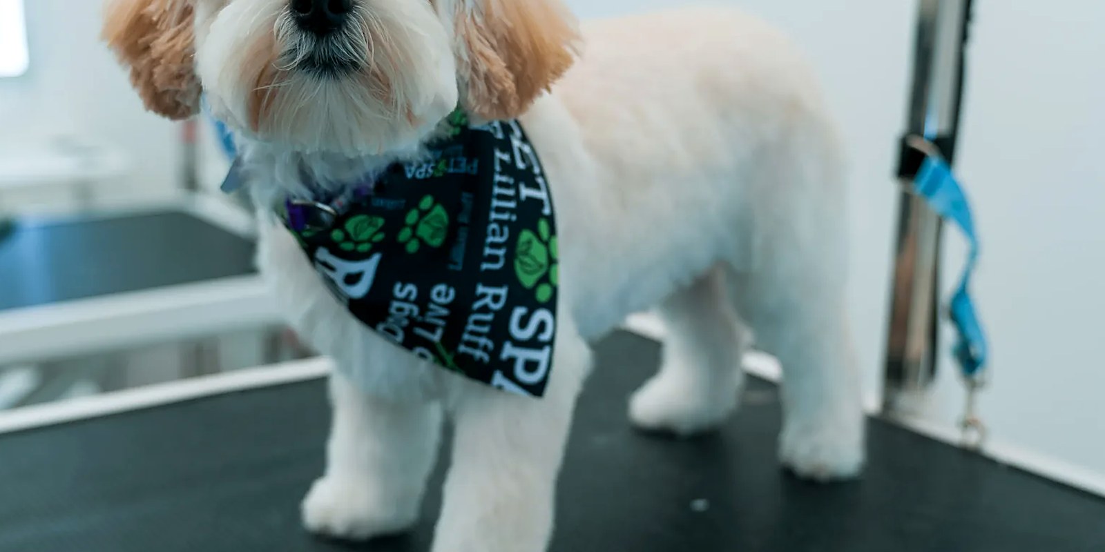 A goldendoodle on the grooming table at Lillian Ruff Pet Spa in East Northport, coat shaped with a scissor finish
