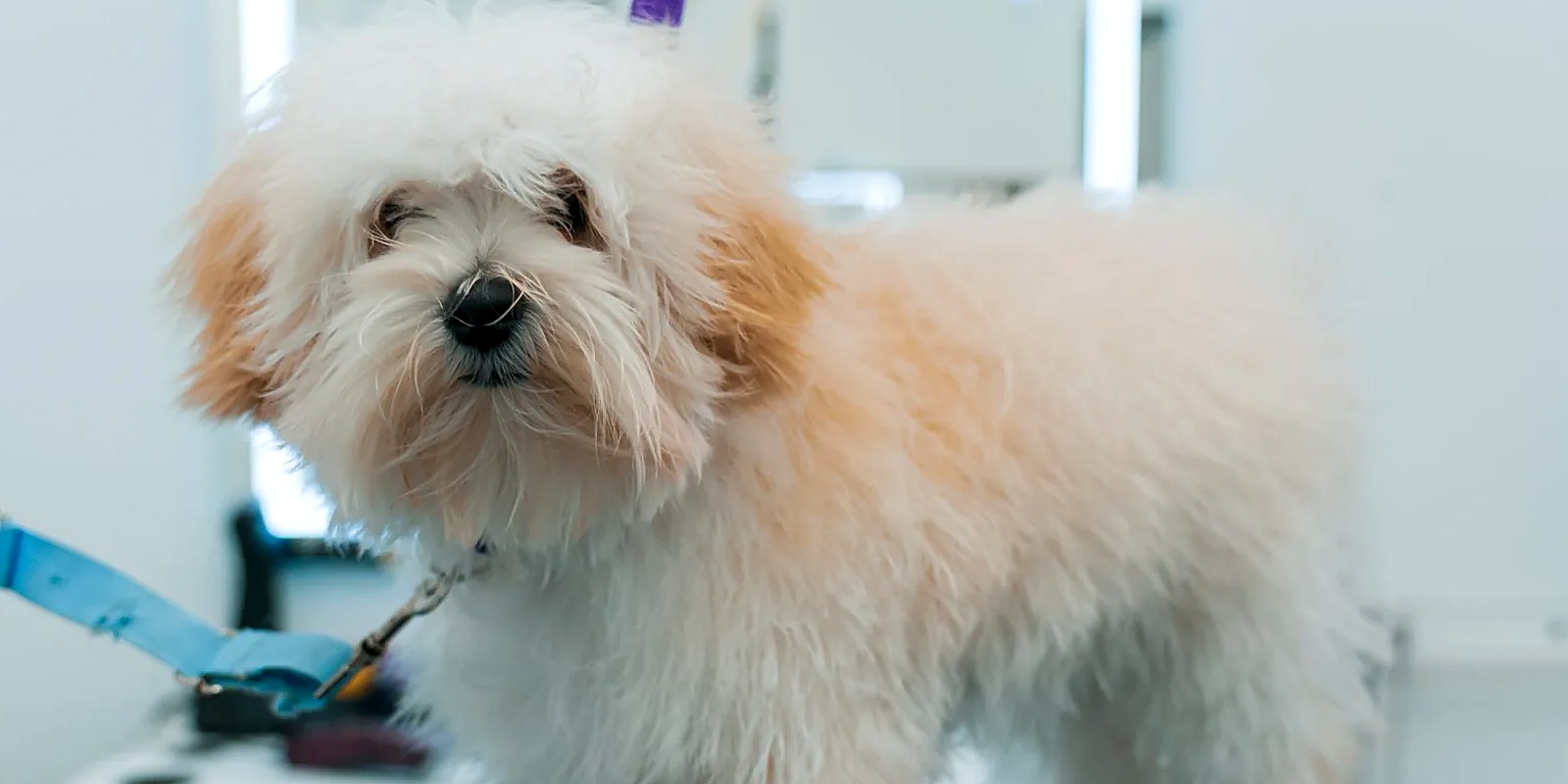 The Lillian Ruff Pet Spa storefront on Laurel Road in East Northport, New York