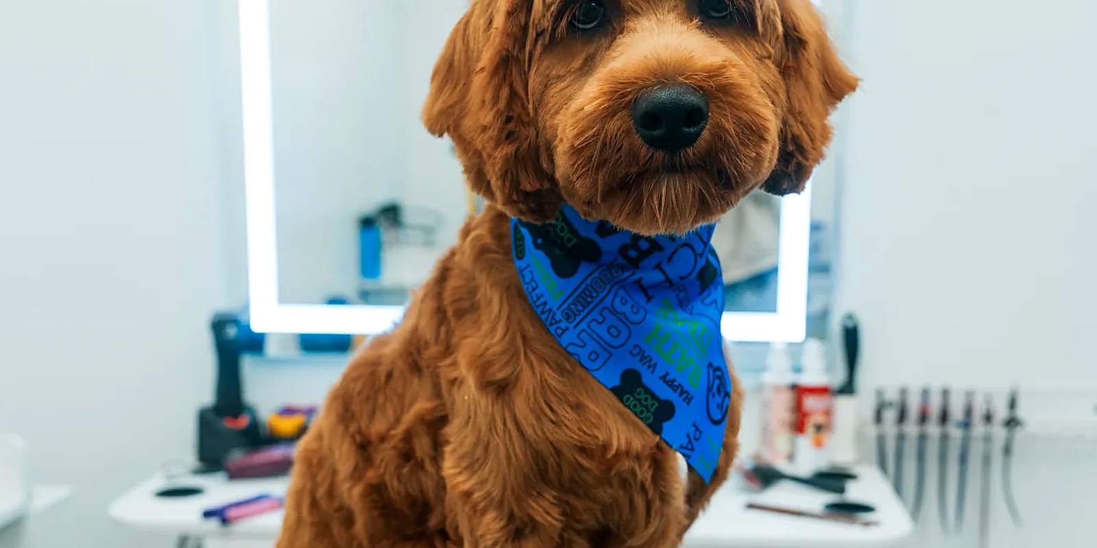 A Cocker Spaniel with freshly groomed ears and brushed-out leg feathering standing on a grooming table