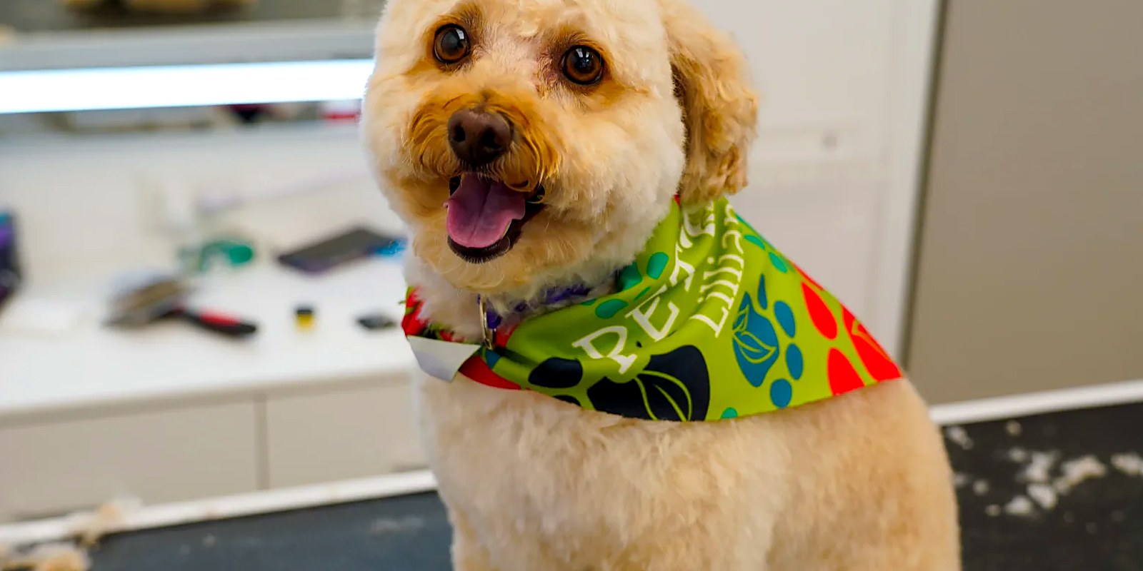 A curly-coated doodle standing on a grooming table with its coat combed through and trimmed to an even mid-length.