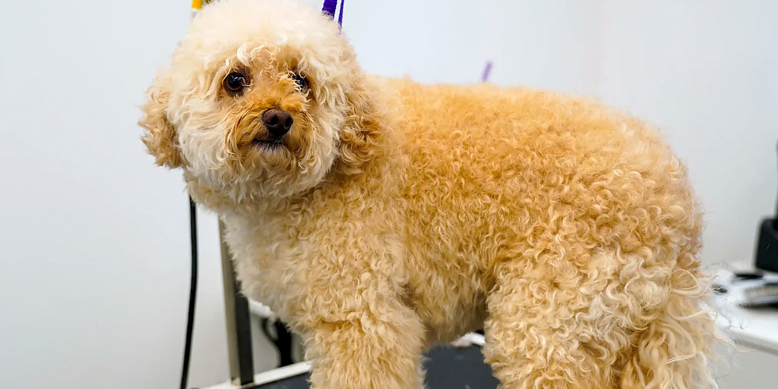 A long-haired Dachshund standing calmly on a grooming table, feathering brushed out along the chest and tail