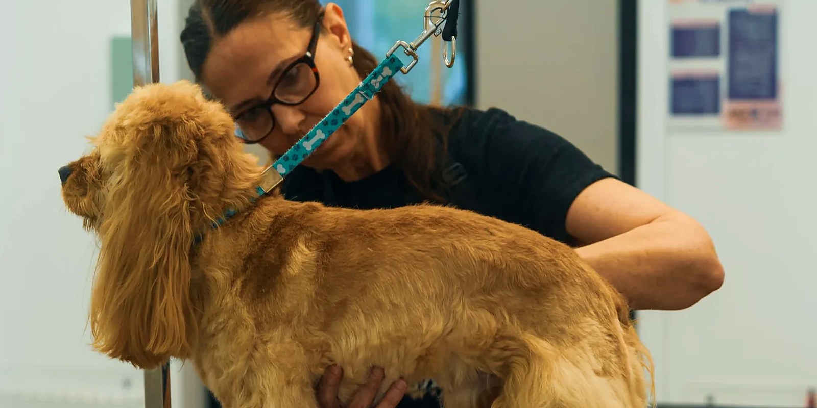 A dog resting calmly on its own in a quiet daycare space, watching other dogs from a distance