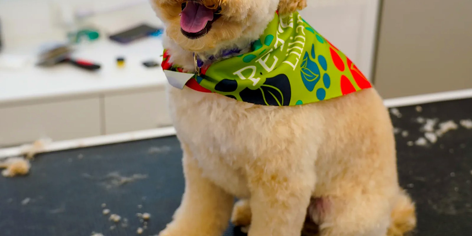 The Lillian Ruff Pet Spa storefront at 835 Portion Rd in Ronkonkoma, where dog daycare and overnight boarding run seven days a week