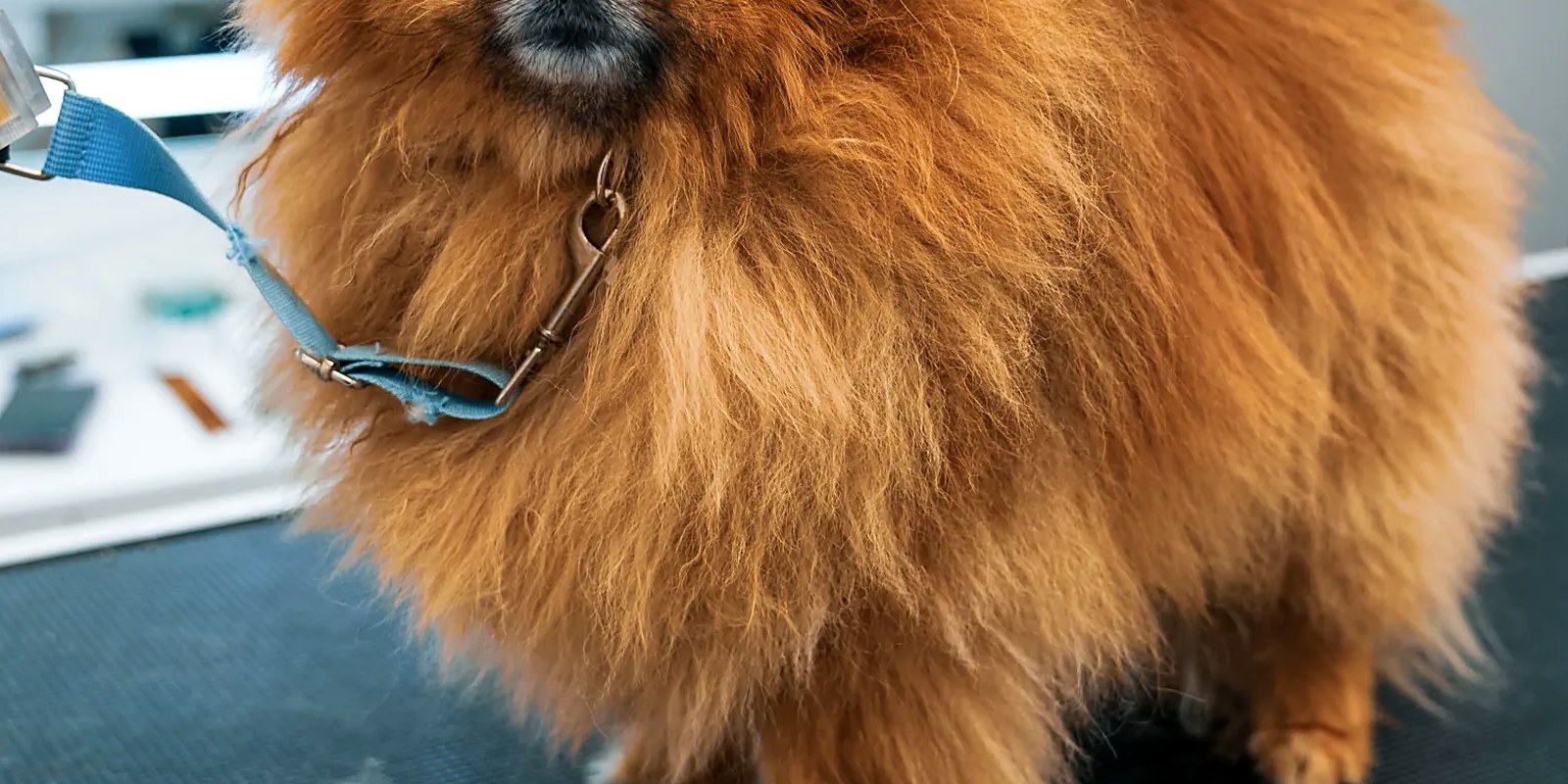 A double-coated dog being brushed out after a bath at a dog grooming salon in East Northport, NY