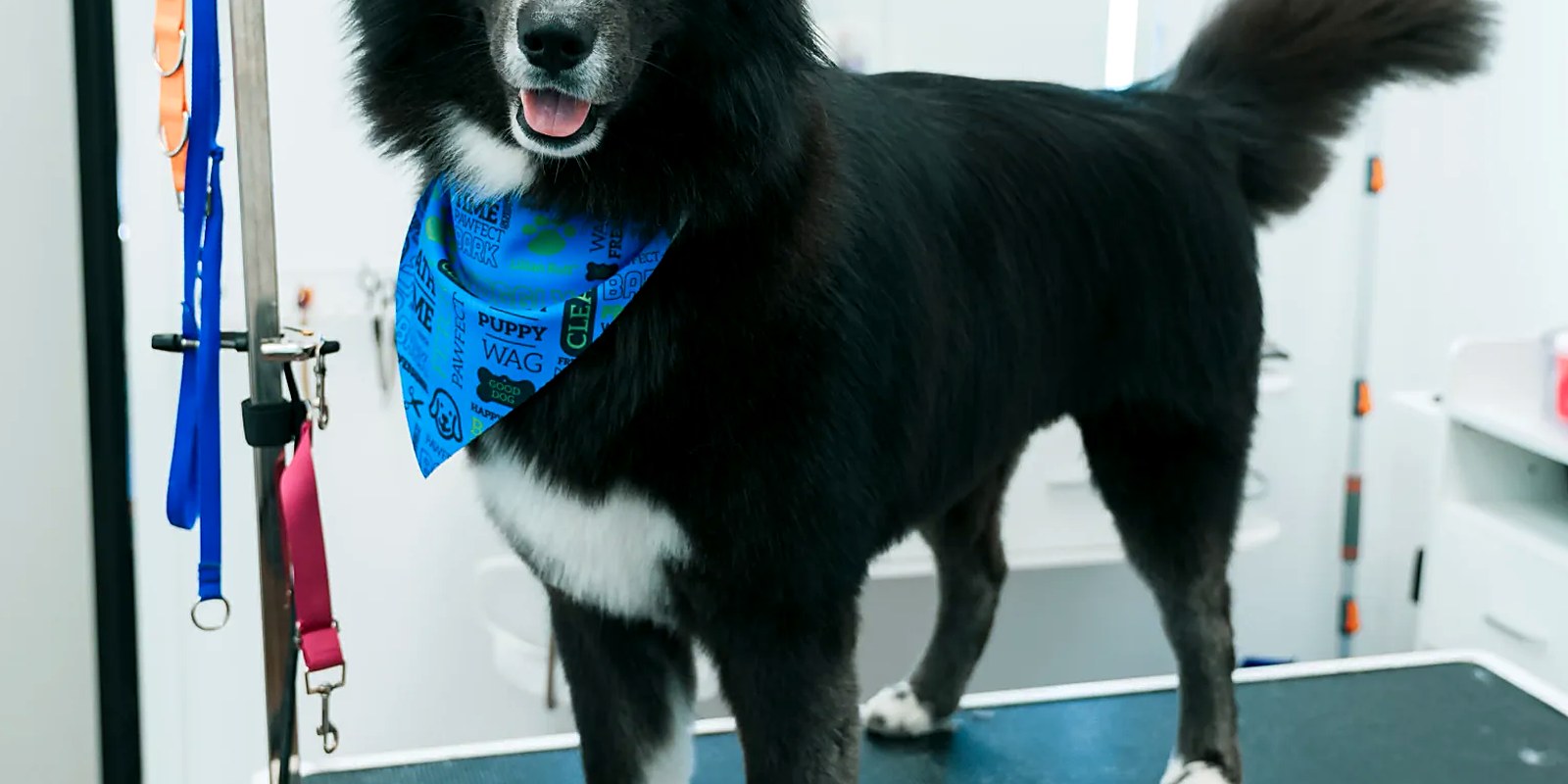 A poodle-coated dog having its ear checked on the grooming table at a Long Island salon