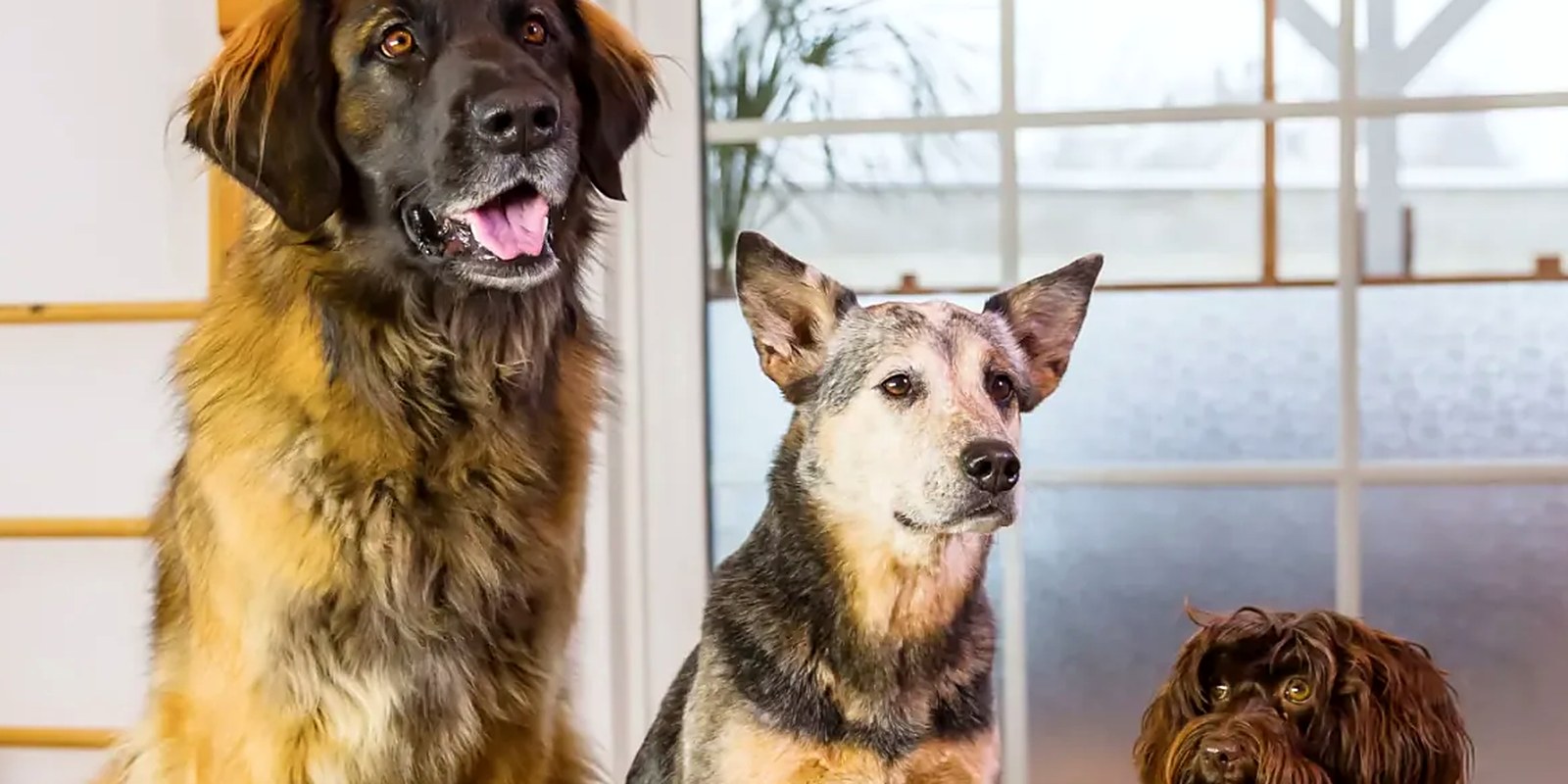 The Lillian Ruff Pet Spa boarding location at 835 Portion Rd, Ronkonkoma, New York