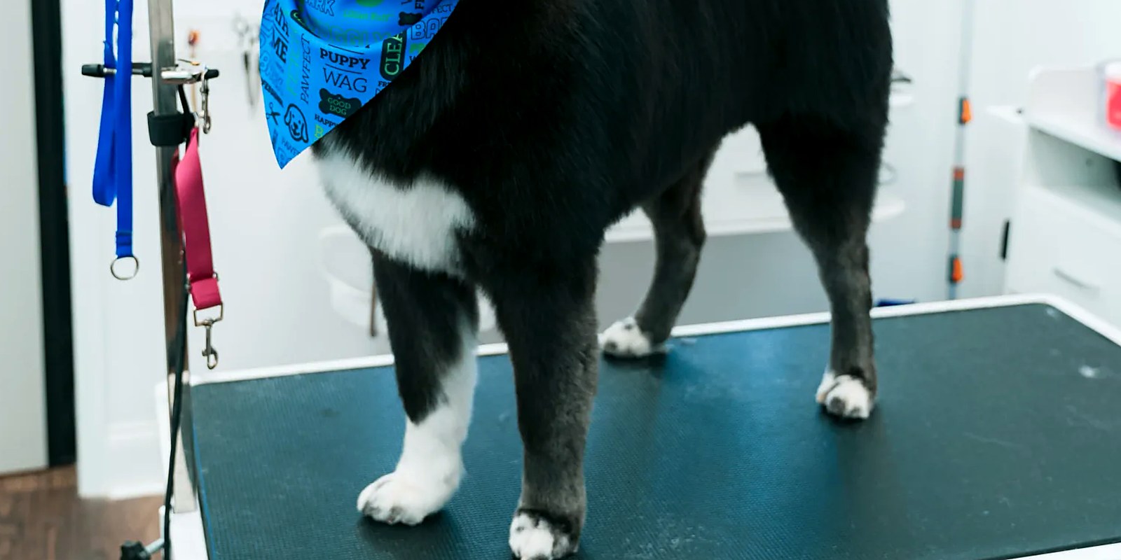 A dog resting calmly in a clean private boarding kennel at a Long Island pet spa