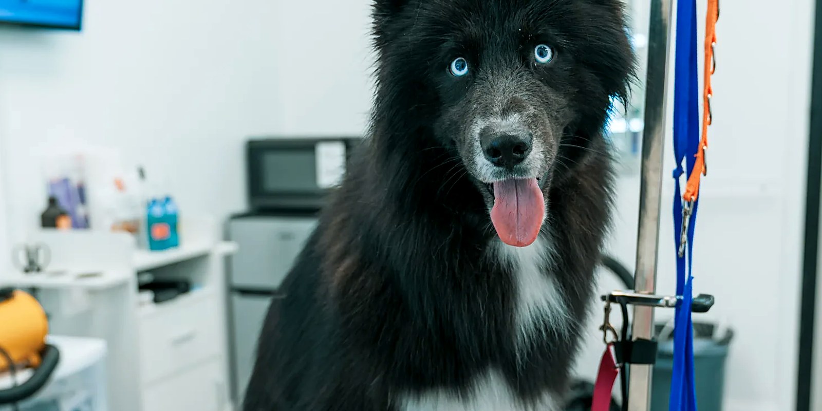 A groomer holding a dog's front leg and checking the dewclaw above the paw during a nail trim.