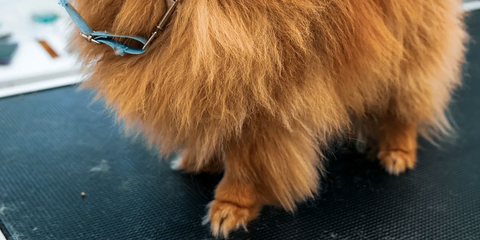 The Lillian Ruff Pet Spa grooming salon storefront at 16 Laurel Rd in East Northport, NY, the salon nearest to Commack