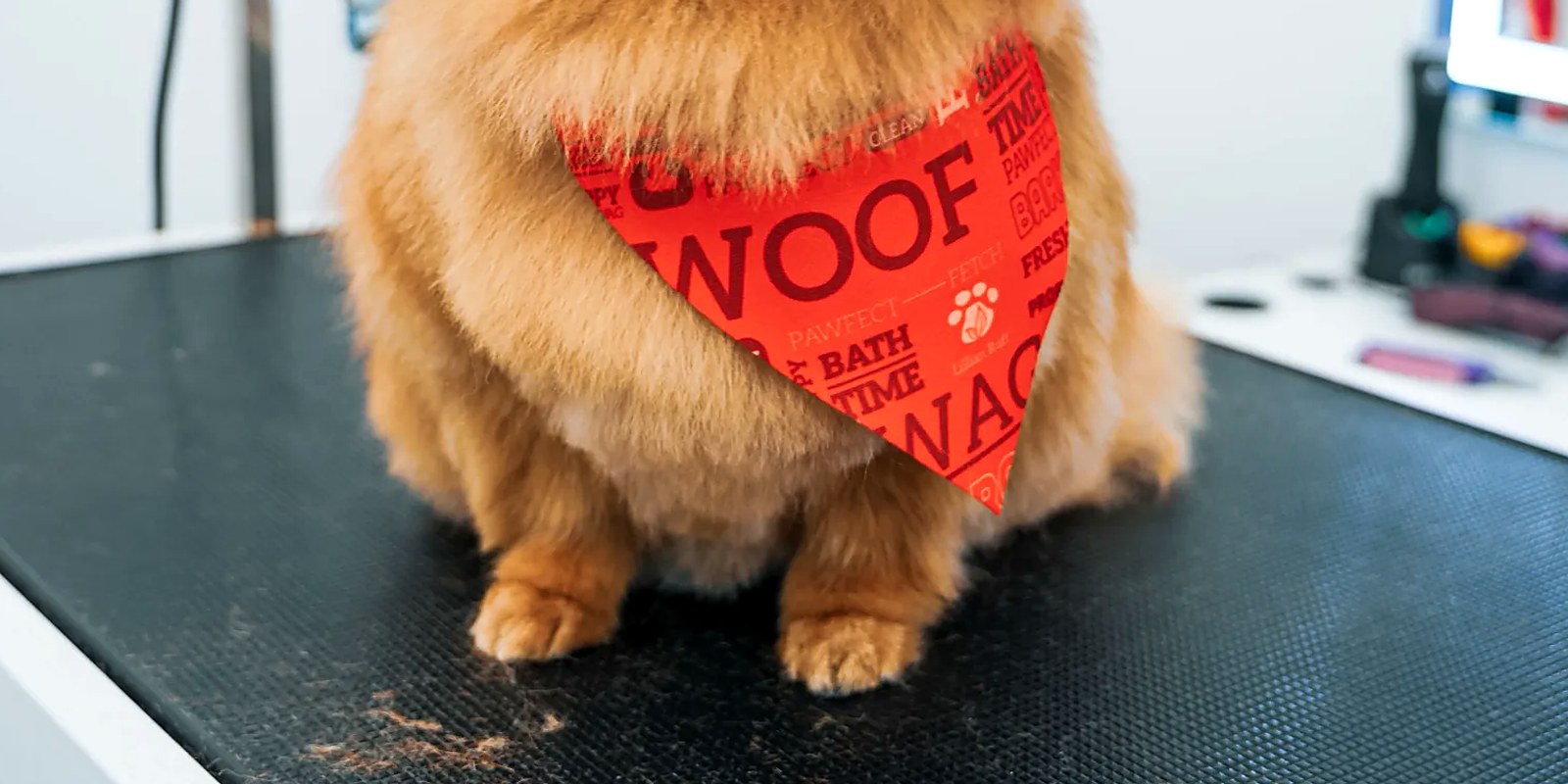 A thick-coated dog being dried with a high-velocity dryer after a bath at a grooming salon