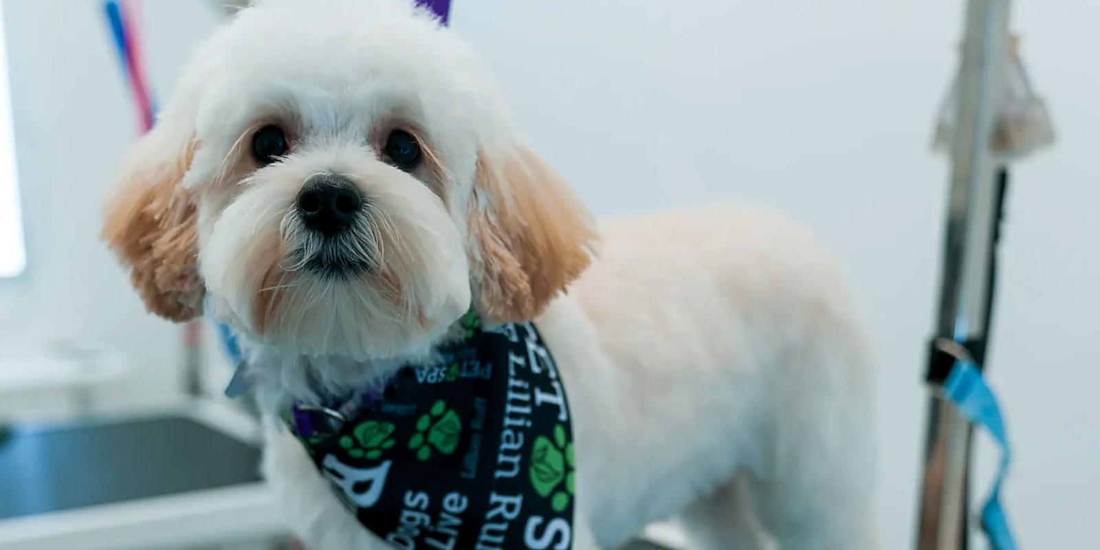 A freshly groomed dog outside the Lillian Ruff Pet Spa salon at 835 Portion Road in Ronkonkoma