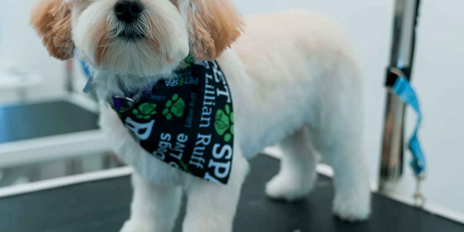 The Lillian Ruff Pet Spa grooming salon storefront at 16 Laurel Rd in East Northport, NY, the salon serving dog owners from Deer Park