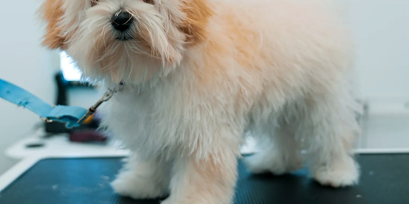 The Lillian Ruff Pet Spa storefront at 16 Laurel Rd in East Northport, NY