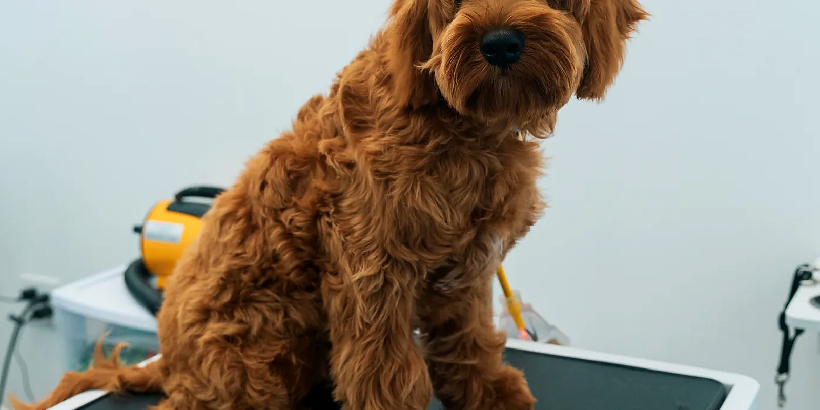 The Lillian Ruff Pet Spa grooming salon storefront at 16 Laurel Rd in East Northport, NY