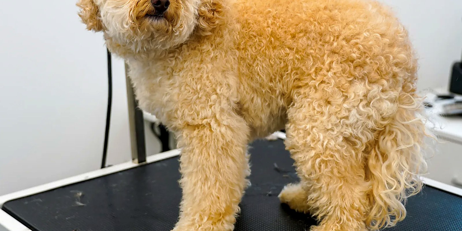 The Lillian Ruff Pet Spa storefront at 16 Laurel Rd in East Northport, New York