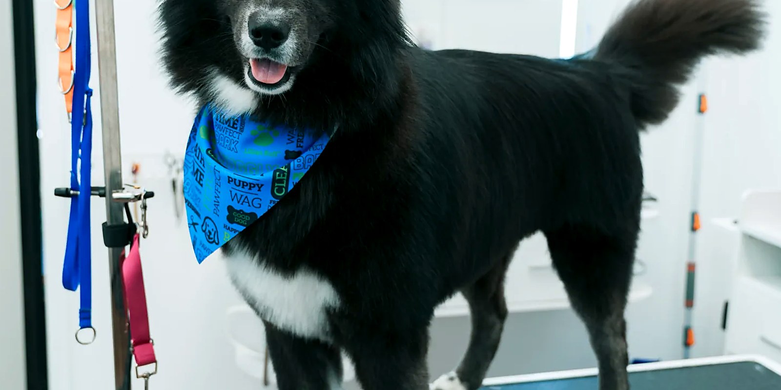 The Lillian Ruff Pet Spa grooming salon at 16 Laurel Rd in East Northport, NY