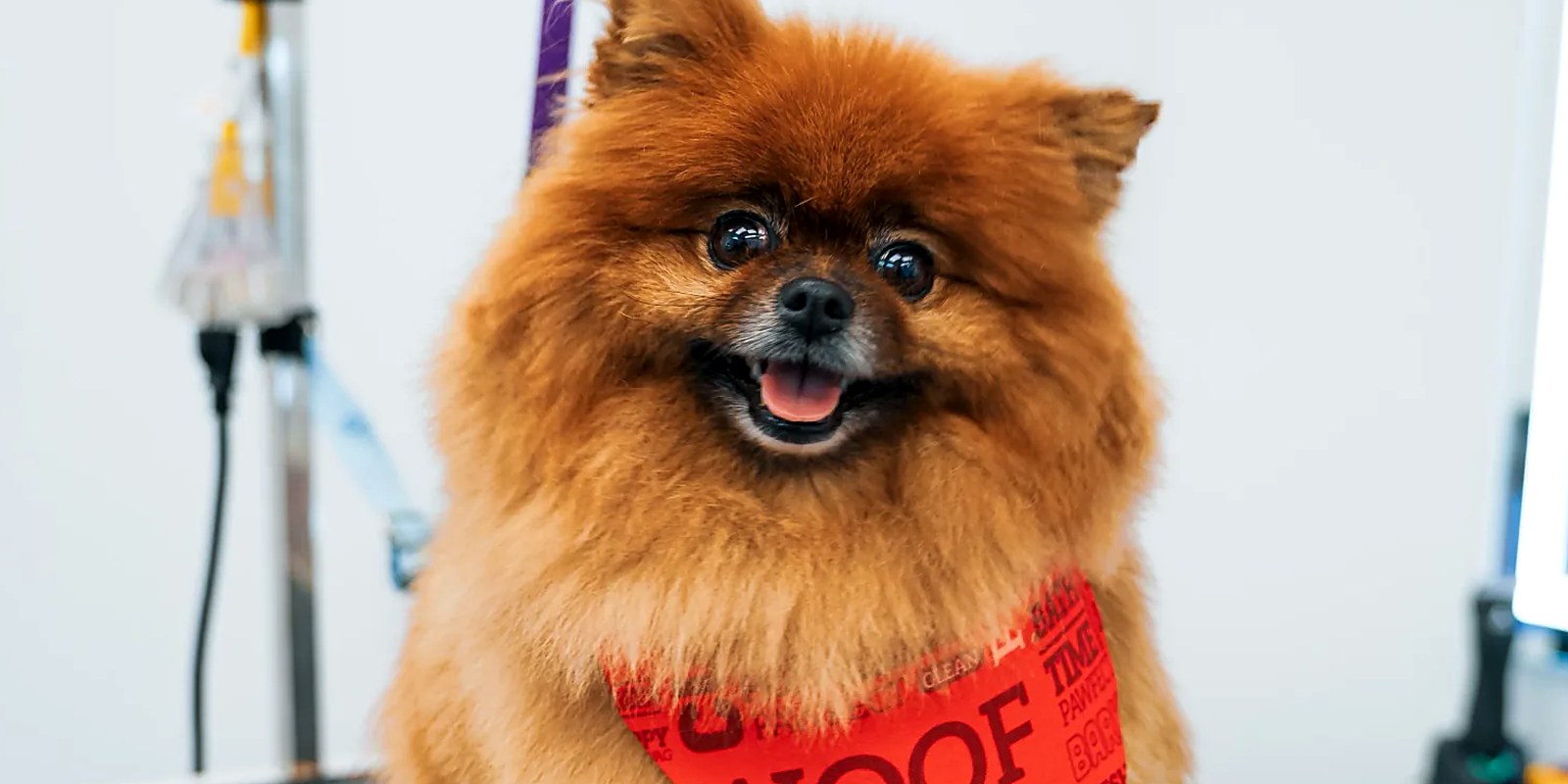 Dog being groomed at the Lillian Ruff Pet Spa salon on Laurel Road in East Northport, New York