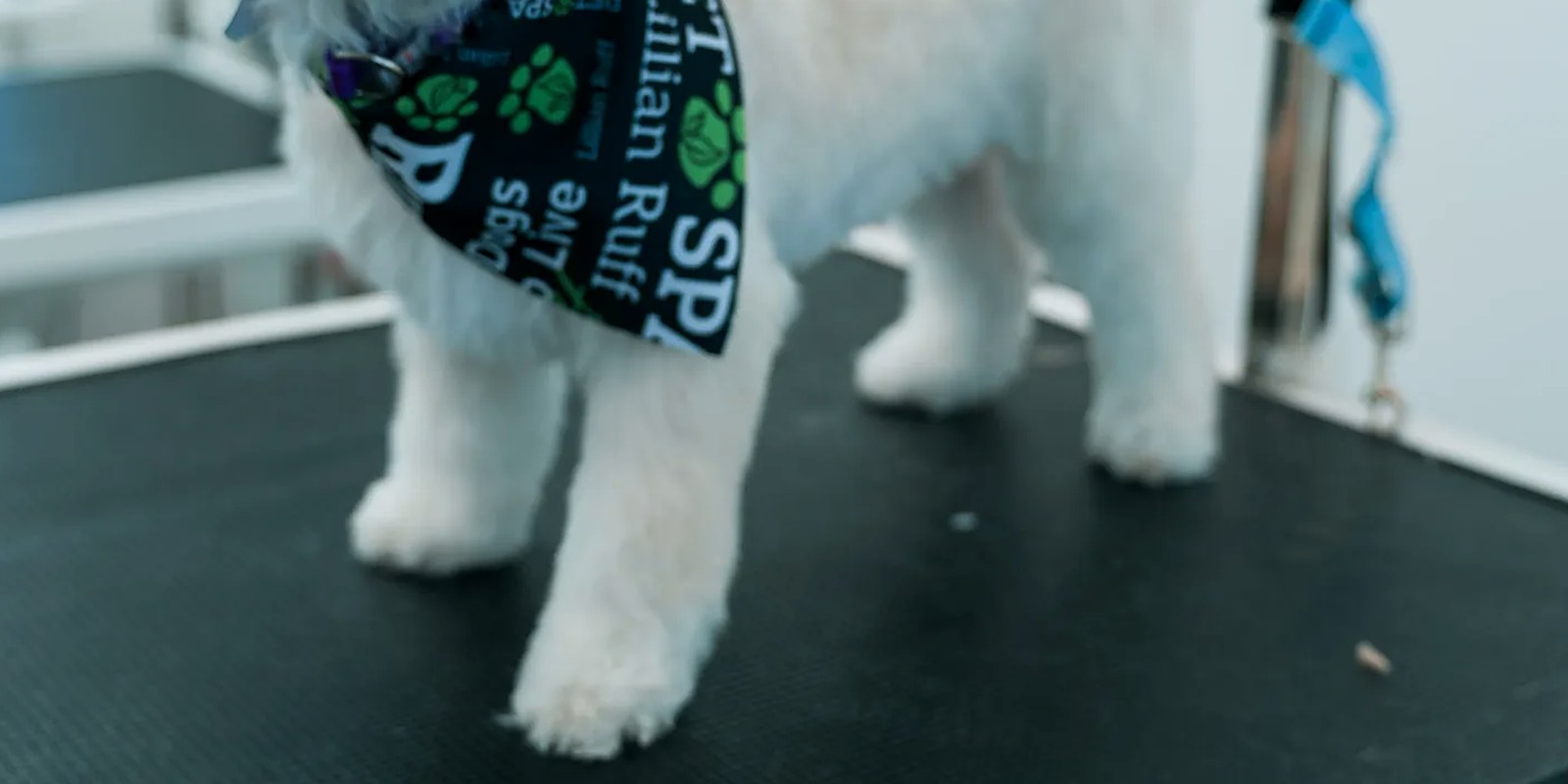 The Lillian Ruff Pet Spa grooming salon storefront at 16 Laurel Rd in East Northport, New York