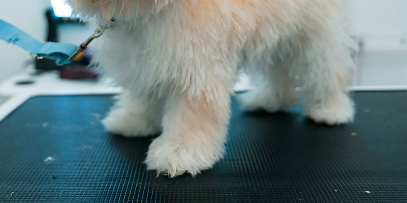 The Lillian Ruff Pet Spa grooming salon storefront at 16 Laurel Rd, East Northport, New York