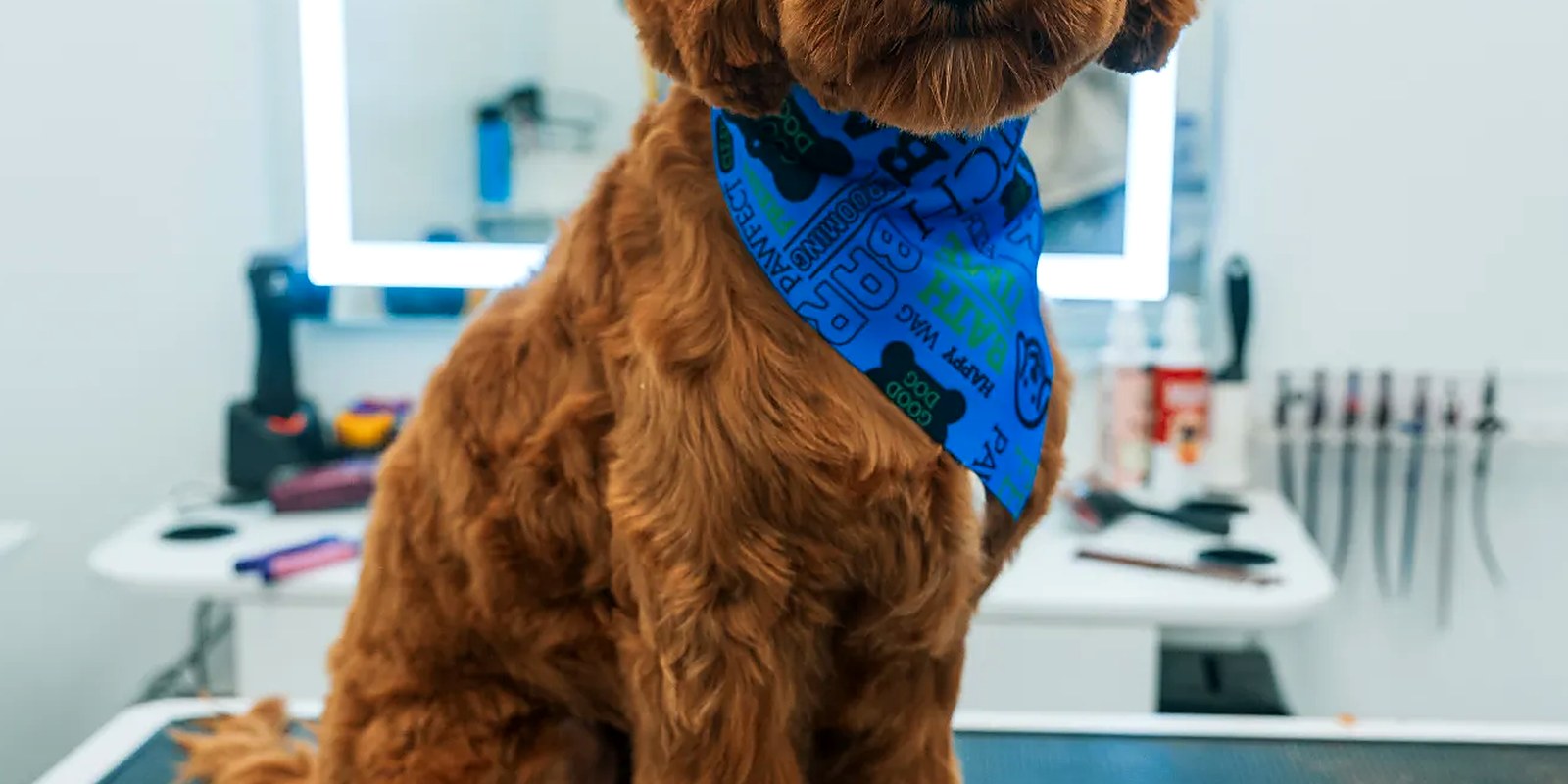 A groomer brushing a small dog on a grooming table at Lillian Ruff Pet Spa in East Northport, NY