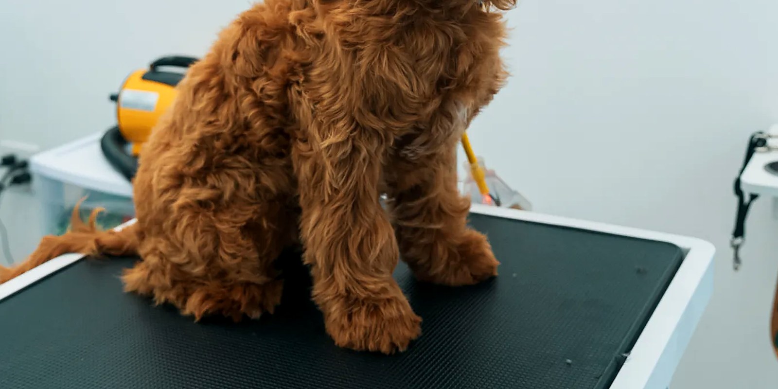 A freshly groomed goldendoodle at the Lillian Ruff Pet Spa grooming salon on Laurel Rd in East Northport, New York