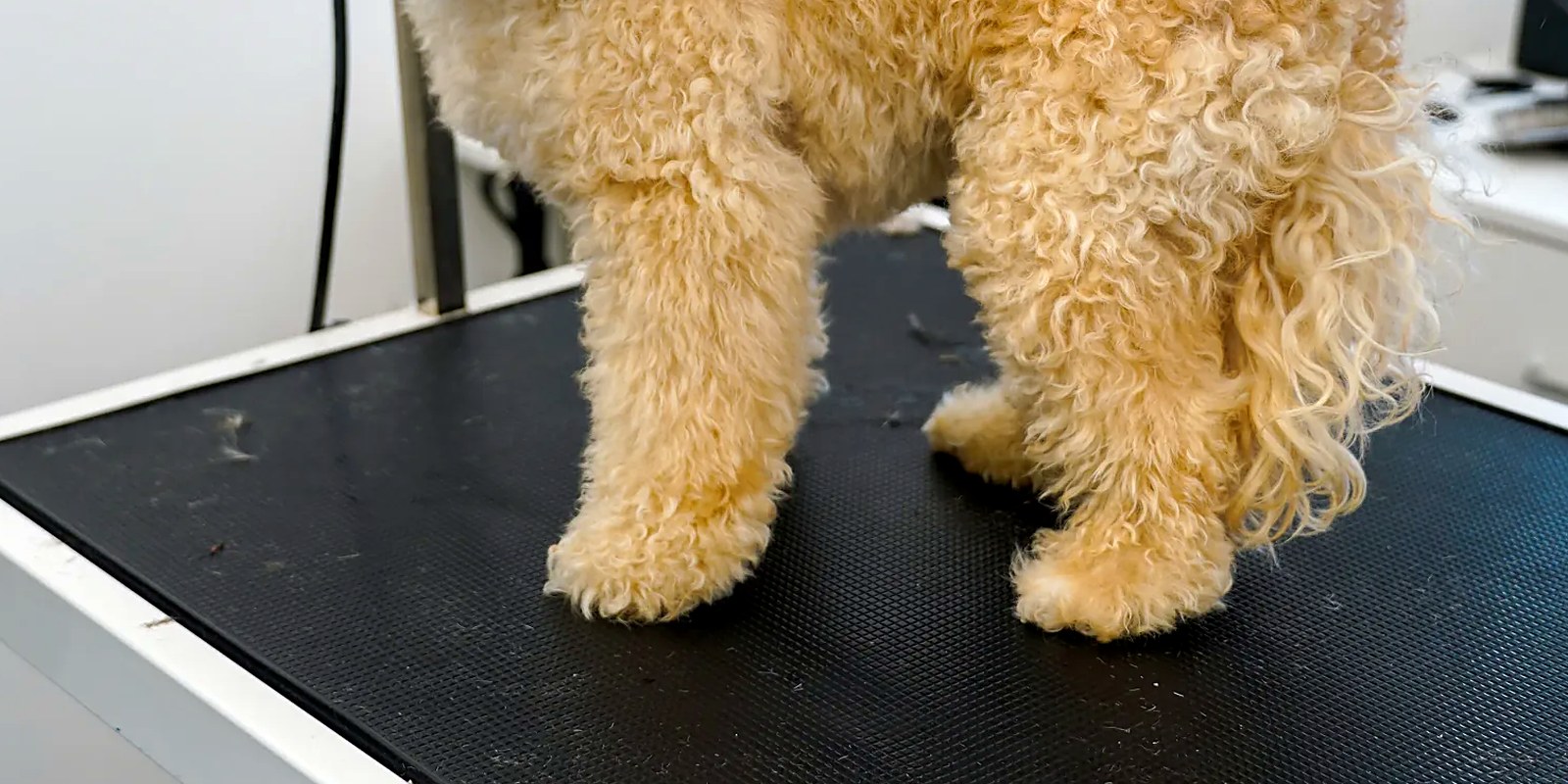 The Lillian Ruff Pet Spa storefront on Portion Road in Ronkonkoma, New York