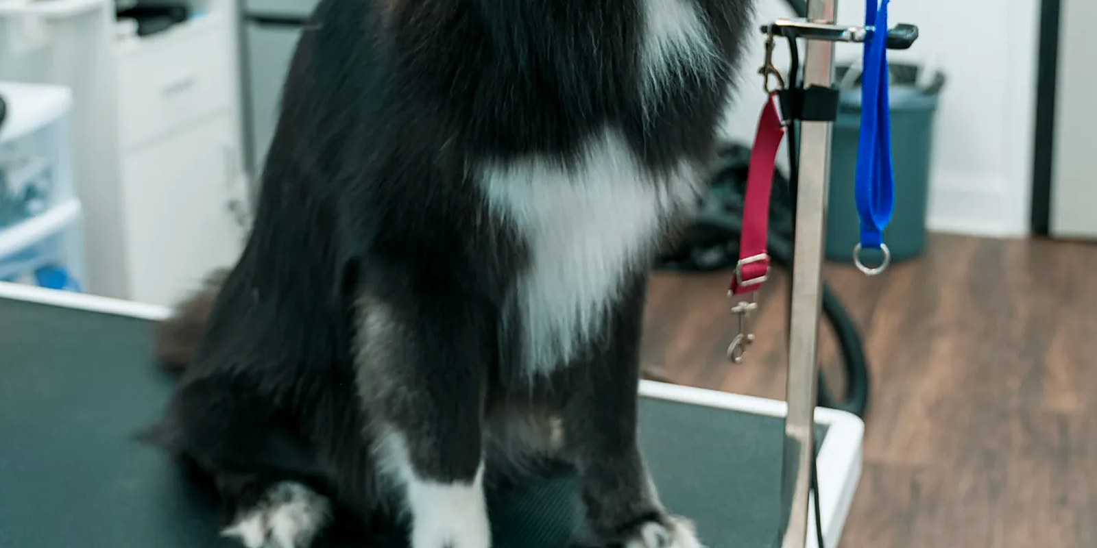 A groomer steadying a dog's front paw to trim a nail at Lillian Ruff Pet Spa in East Northport, New York