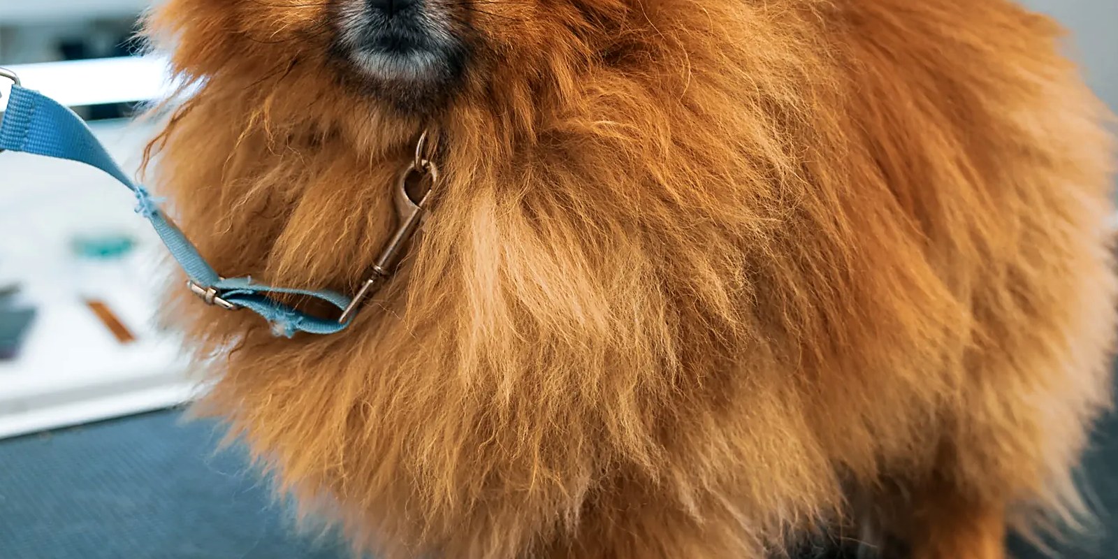 The Lillian Ruff Pet Spa grooming salon storefront at 835 Portion Road in Ronkonkoma, New York