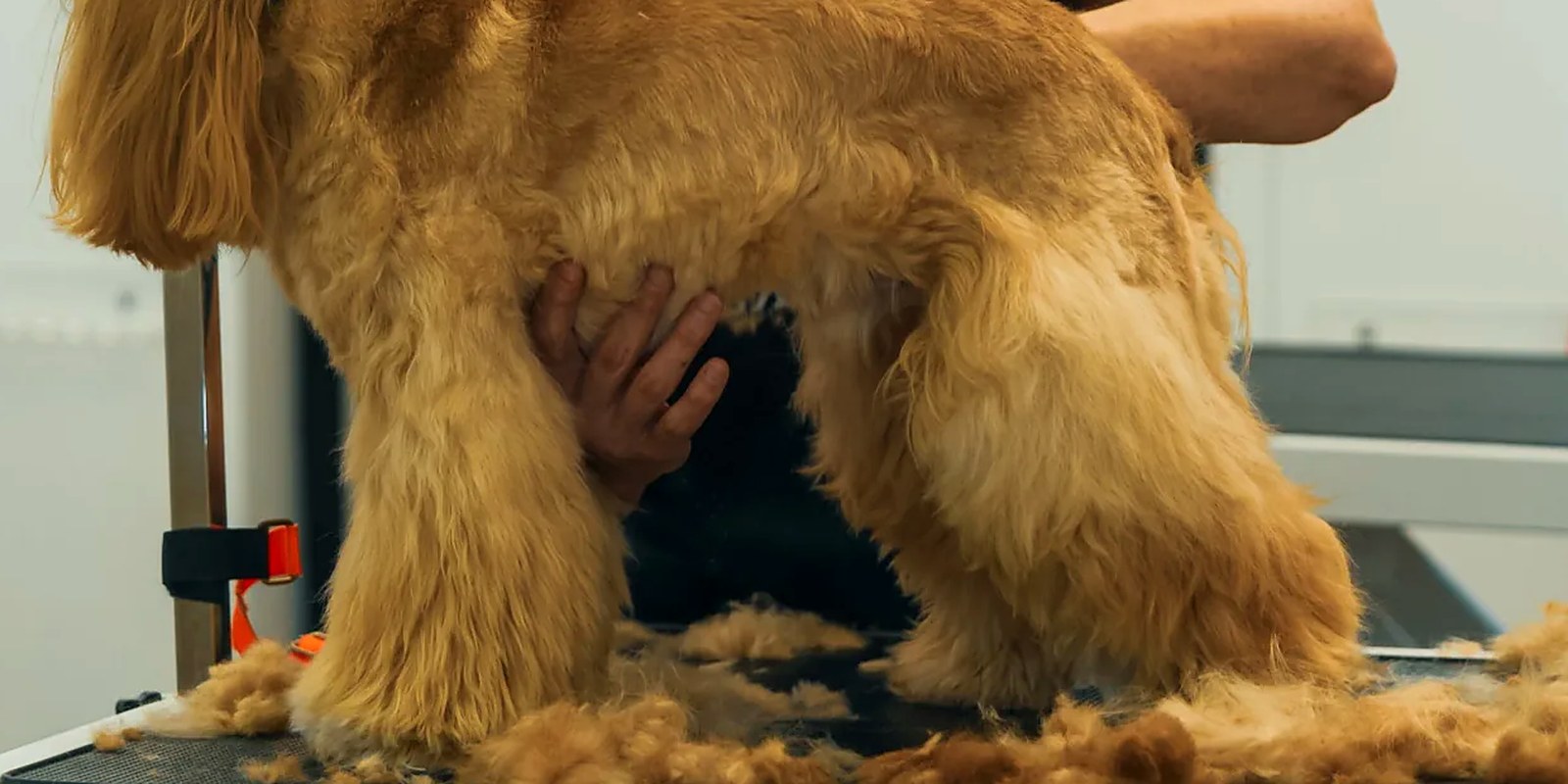 A groomer drying a small dog with a low-speed dryer, one hand resting on the dog's chest to steady it.