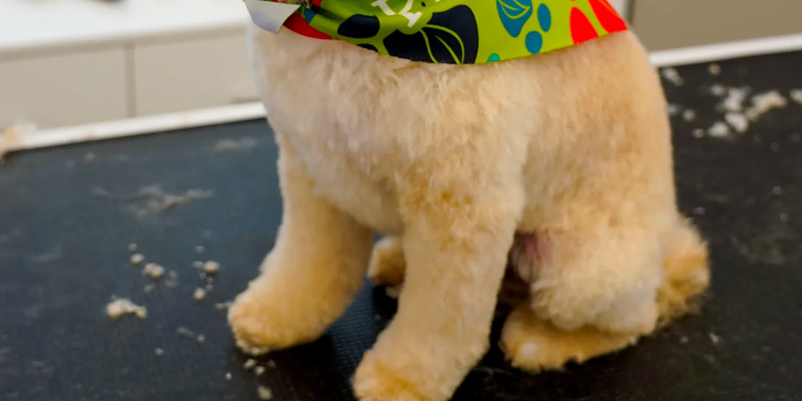 An untouched bowl of kibble sitting inside a private boarding kennel