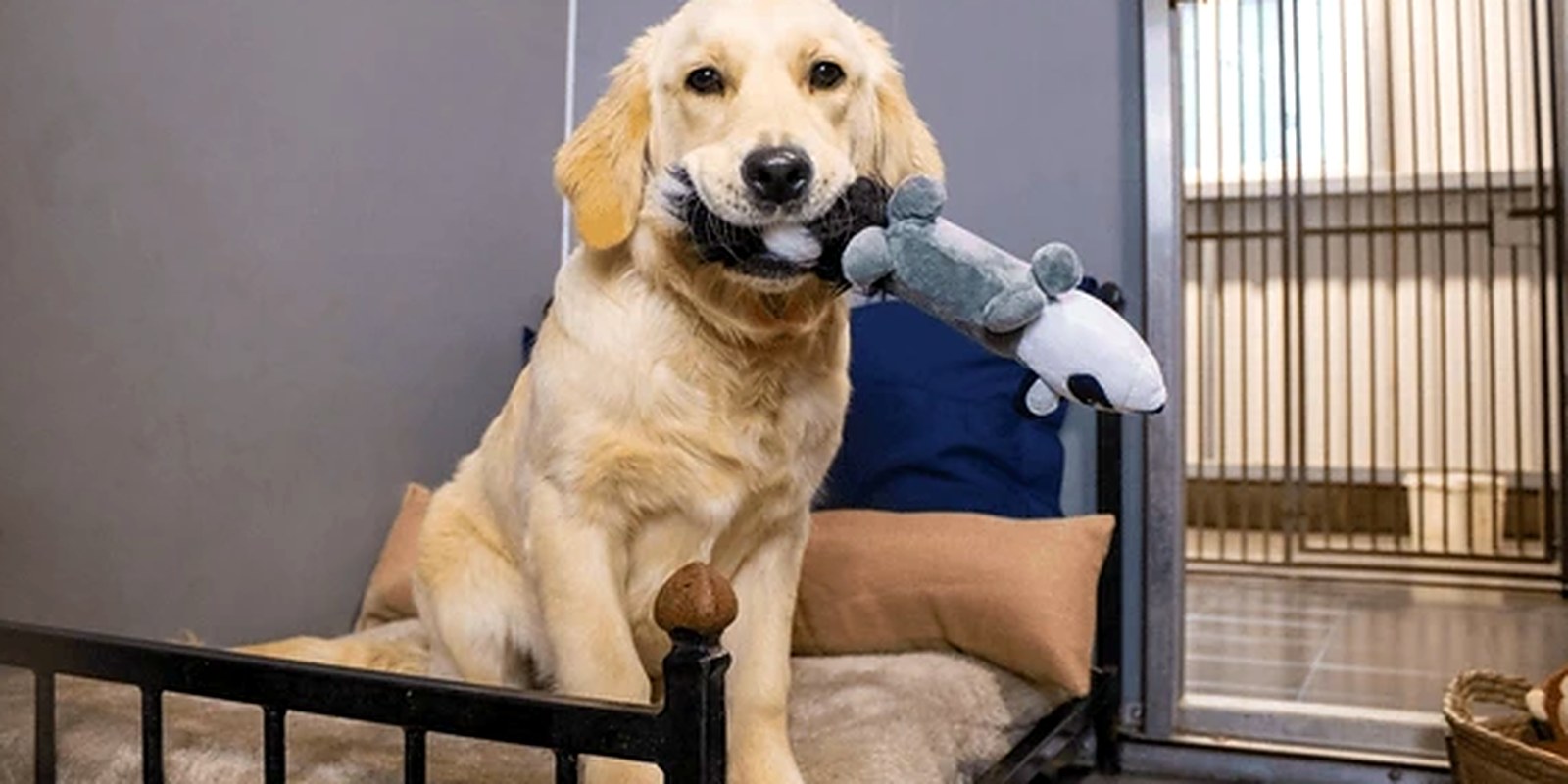 Lillian Ruff Pet Spa at 835 Portion Road in Ronkonkoma, where doggy daycare runs seven days a week