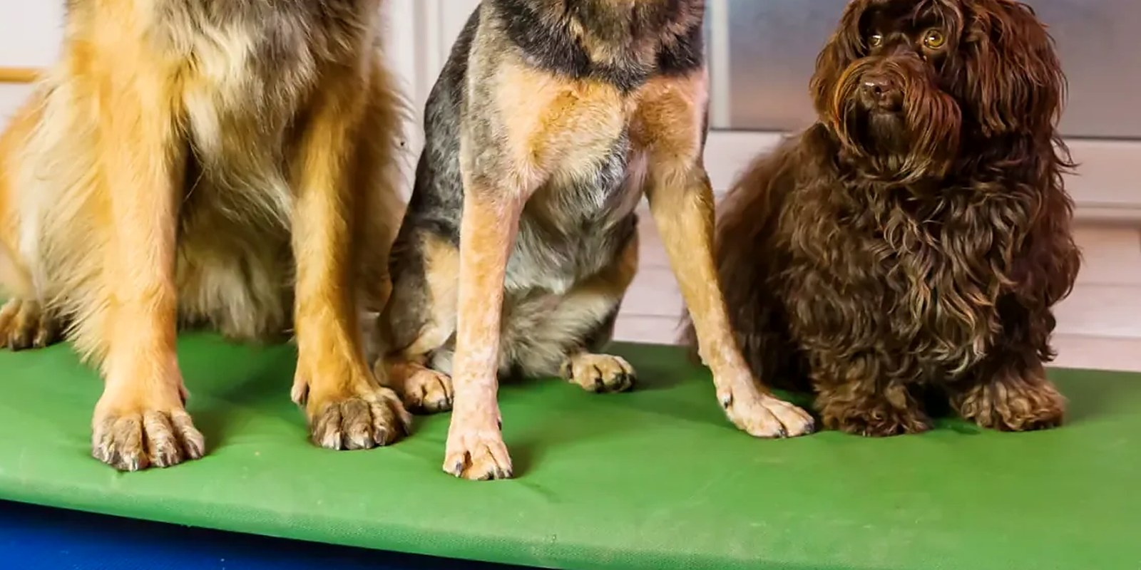 The Lillian Ruff Pet Spa storefront at 835 Portion Road in Ronkonkoma, New York