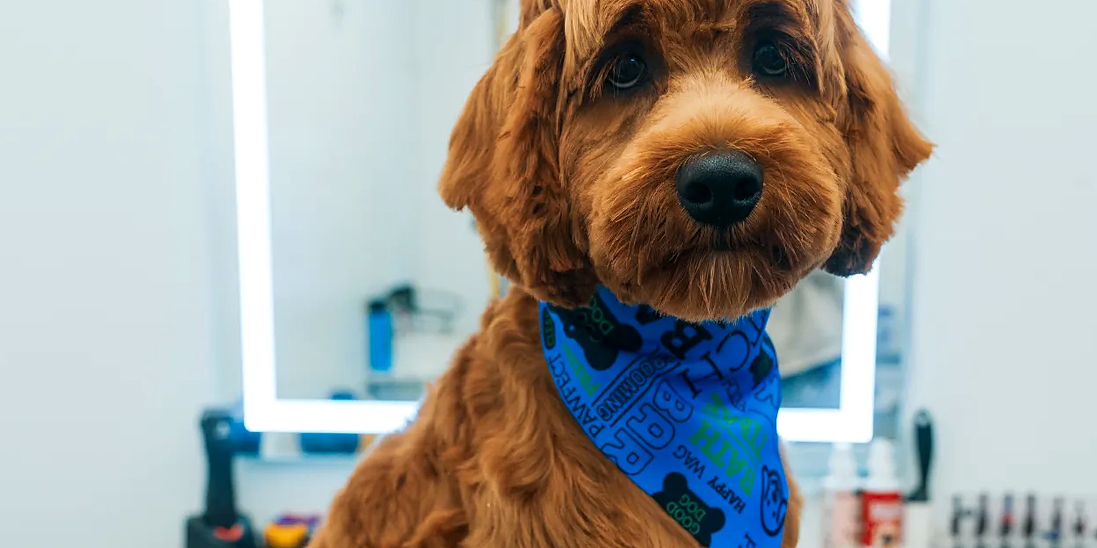 A goldendoodle before and after a full groom with haircut at Lillian Ruff Pet Spa