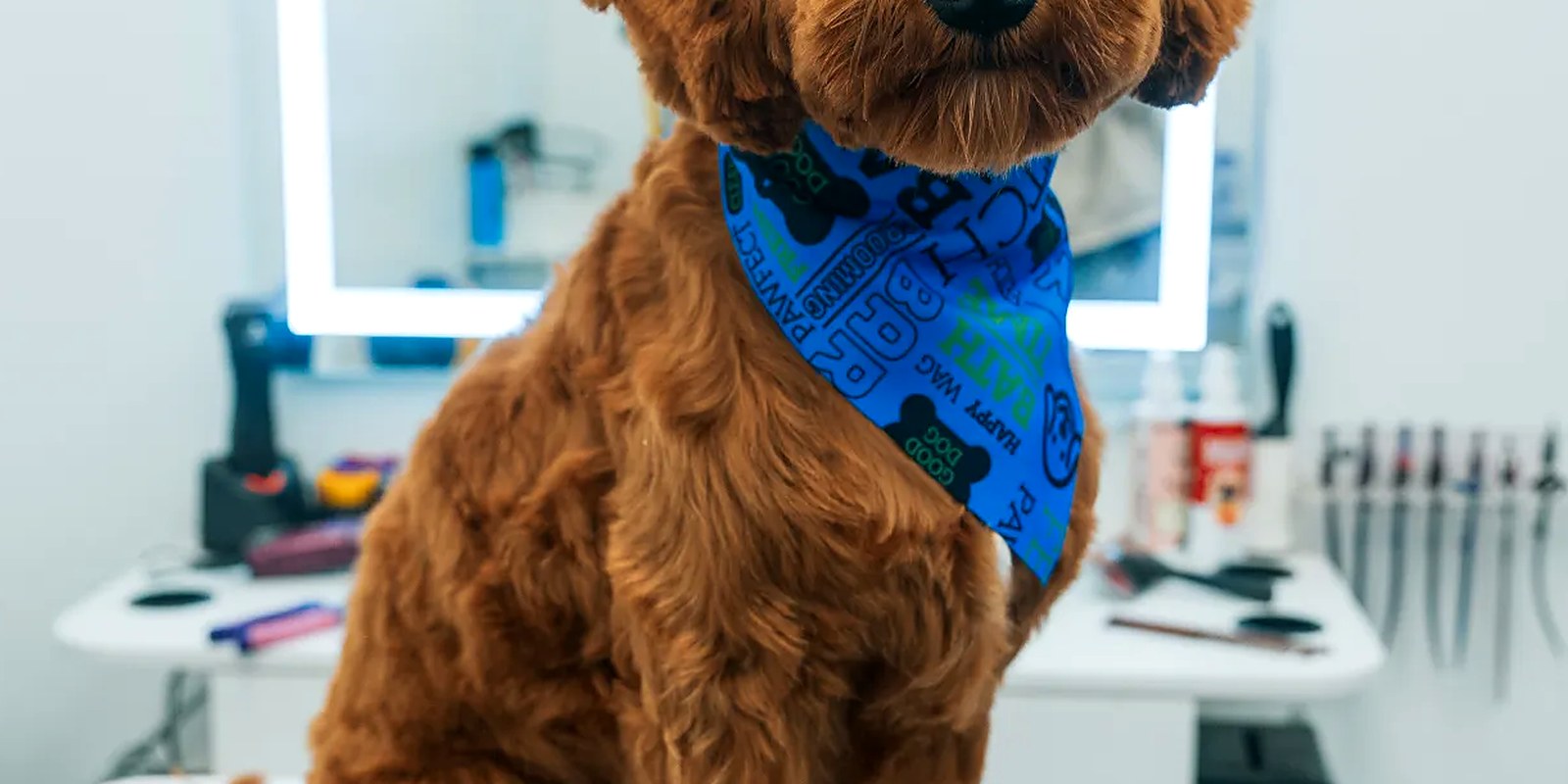 A goldendoodle before and after a full groom, showing a dense adult coat combed out and trimmed