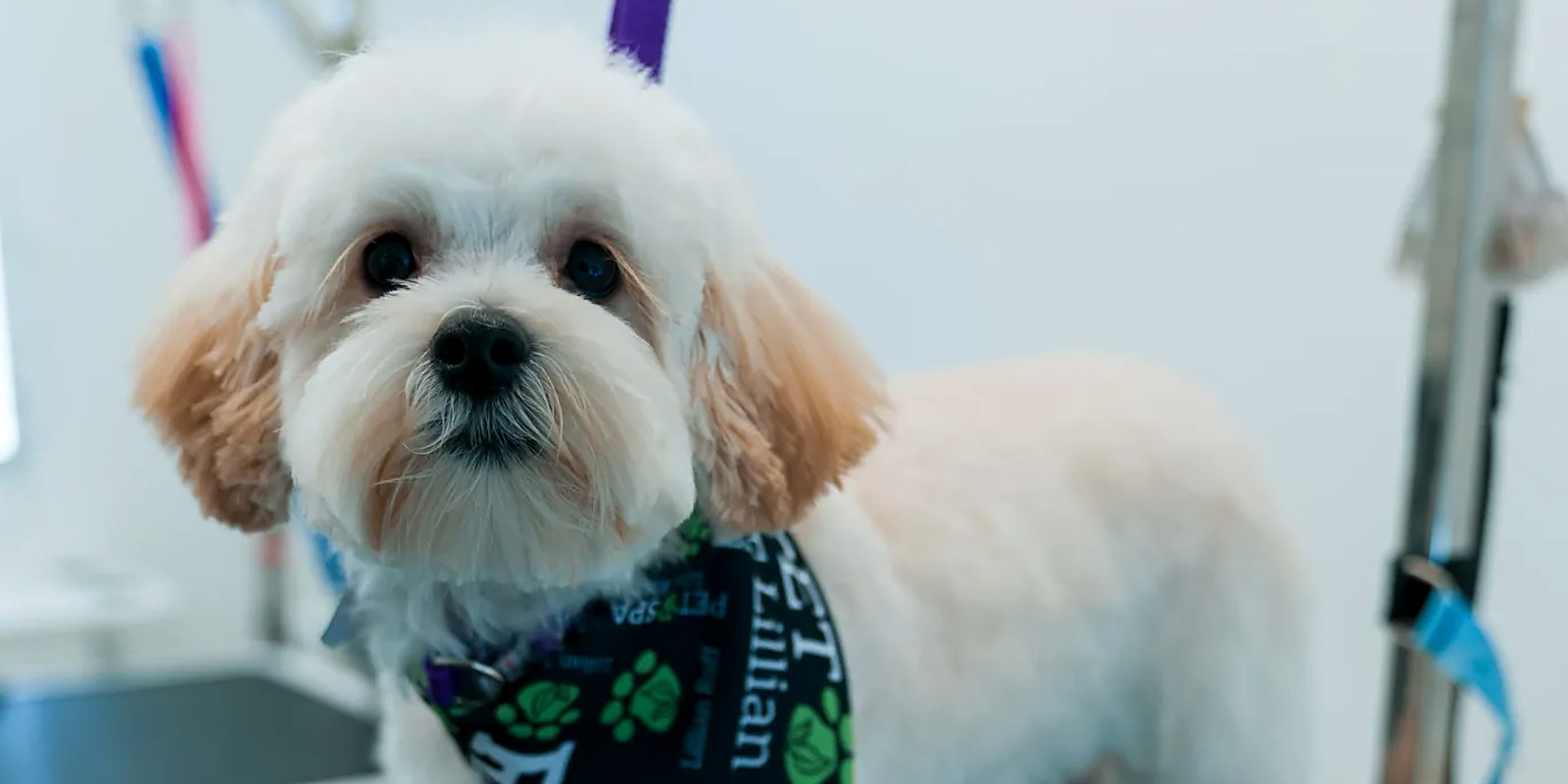 The Lillian Ruff Pet Spa storefront at 16 Laurel Rd in East Northport, New York